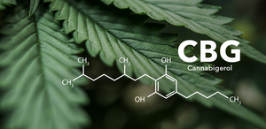 What is CBG? A Useful Guide To Cannabigerol For Beginners