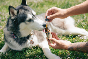 How can CBD help our pets?